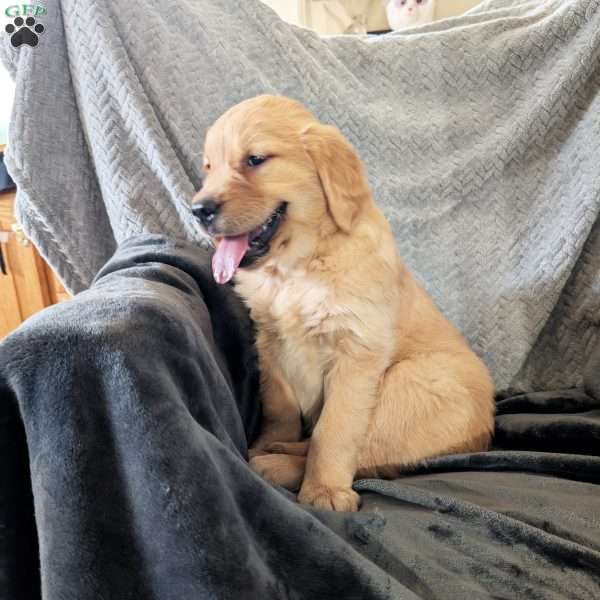 Rheanna, Golden Retriever Puppy